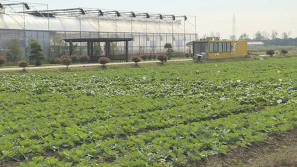 保障市民秋冬“菜籃子” 奉賢蔬菜基地定植忙忙時節(jié)大棚綠意濃